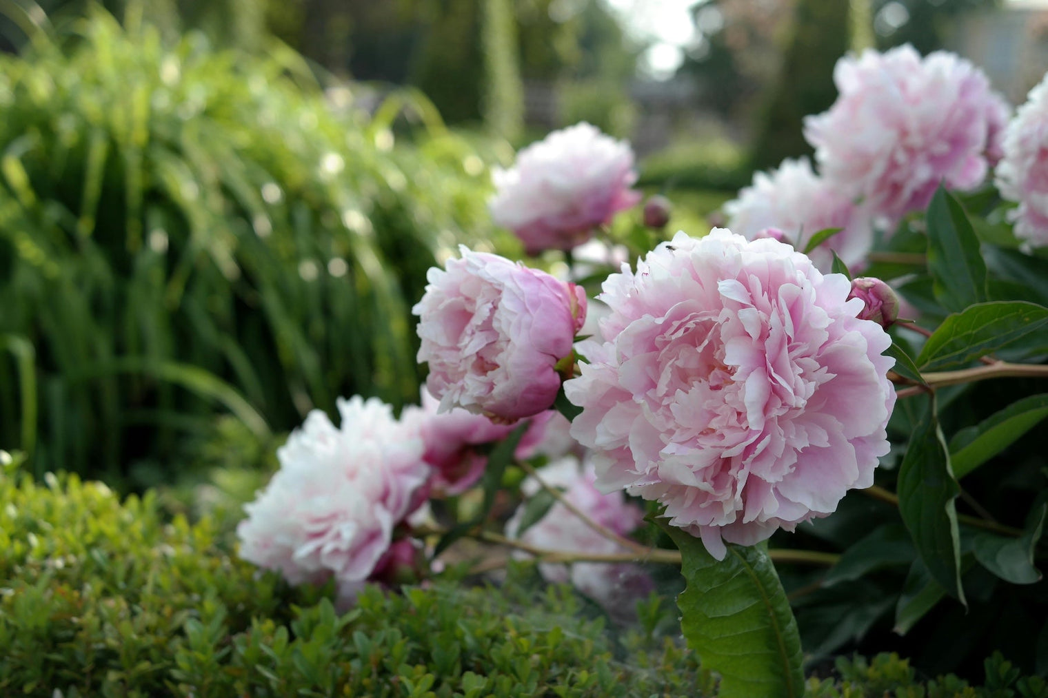 What Type of Peony Are You?