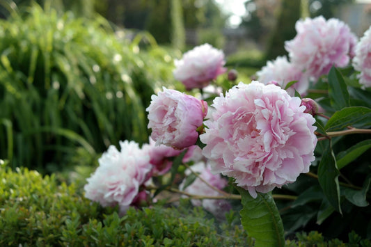 What Type of Peony Are You?
